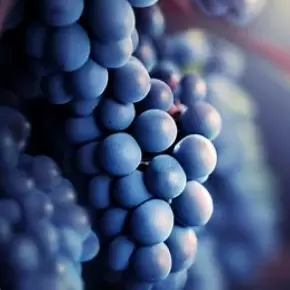 Каберне Совиньон